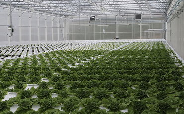 Automatiserade växthus