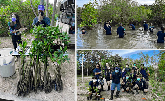 Plantering av mangroveträd i Thailand
