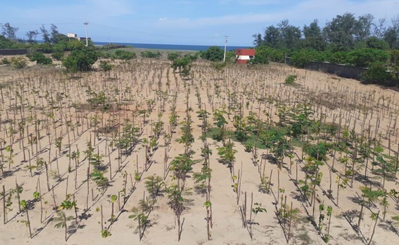 3 000 planterade träd i Mahabalipuram, Tamil Nadu